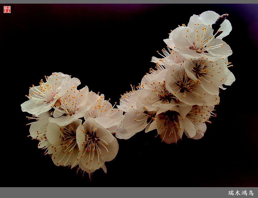 【2023之花季】迎春花开报春来