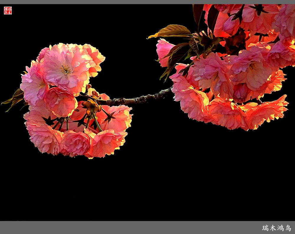 【2023之花季】迎春花开报春来