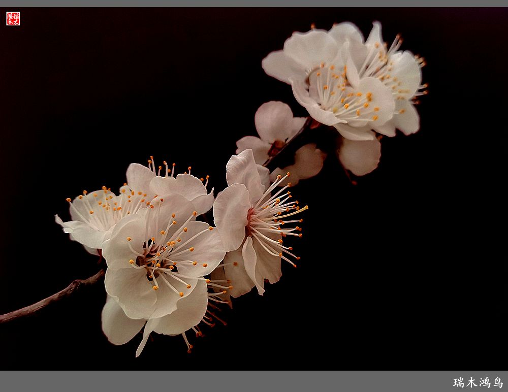 【2023之花季】迎春花开报春来