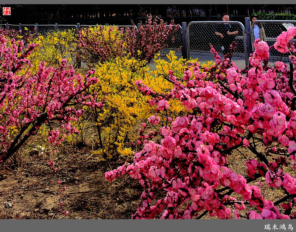 【2023之花季】迎春花开报春来