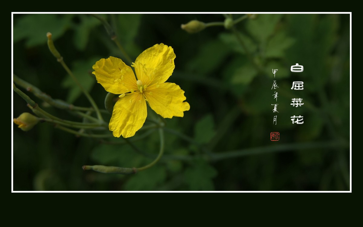 金灿灿的白屈菜花