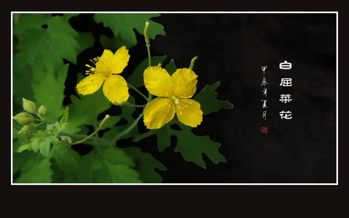 金灿灿的白屈菜花