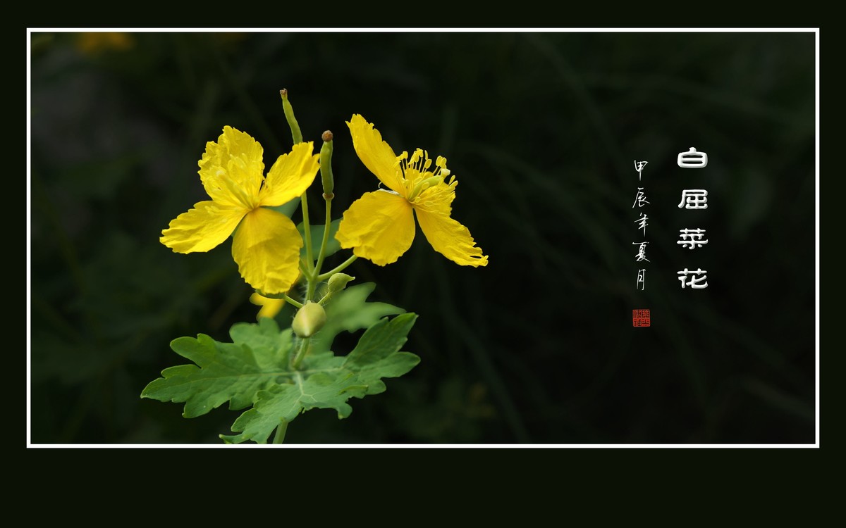 金灿灿的白屈菜花