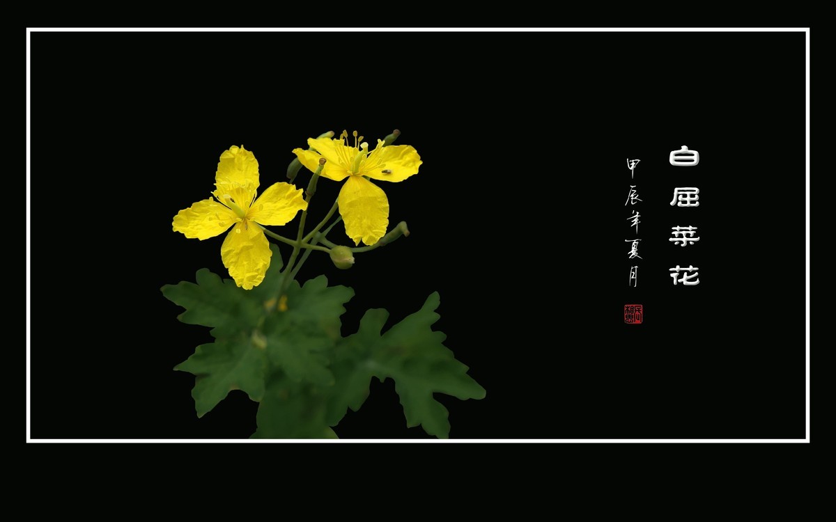 金灿灿的白屈菜花