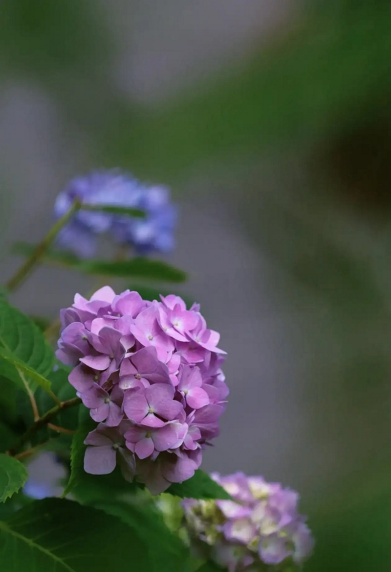 昆明斗南花市---绣球花1