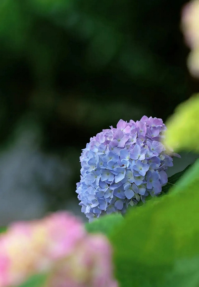 昆明斗南花市---绣球花1