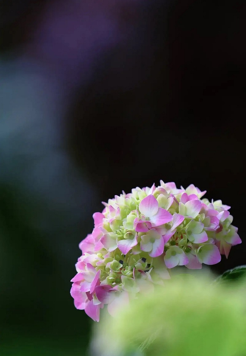 昆明斗南花市---绣球花1