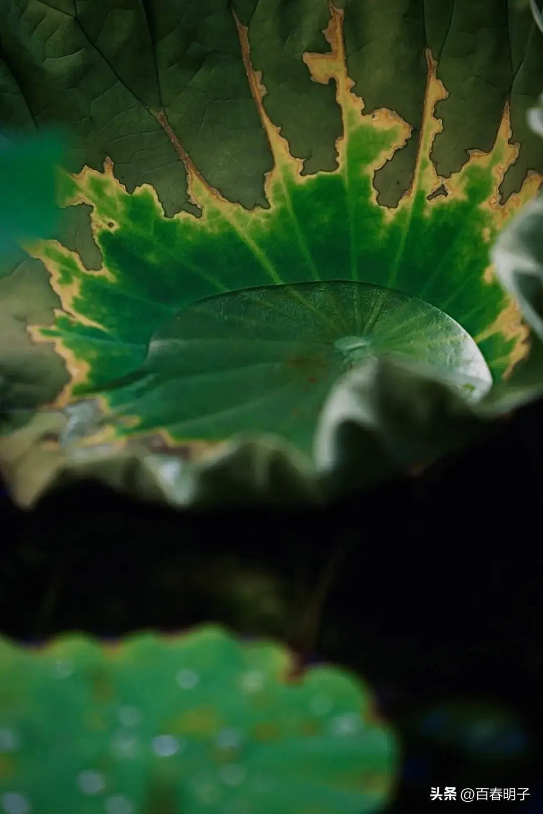 花红还需绿叶配