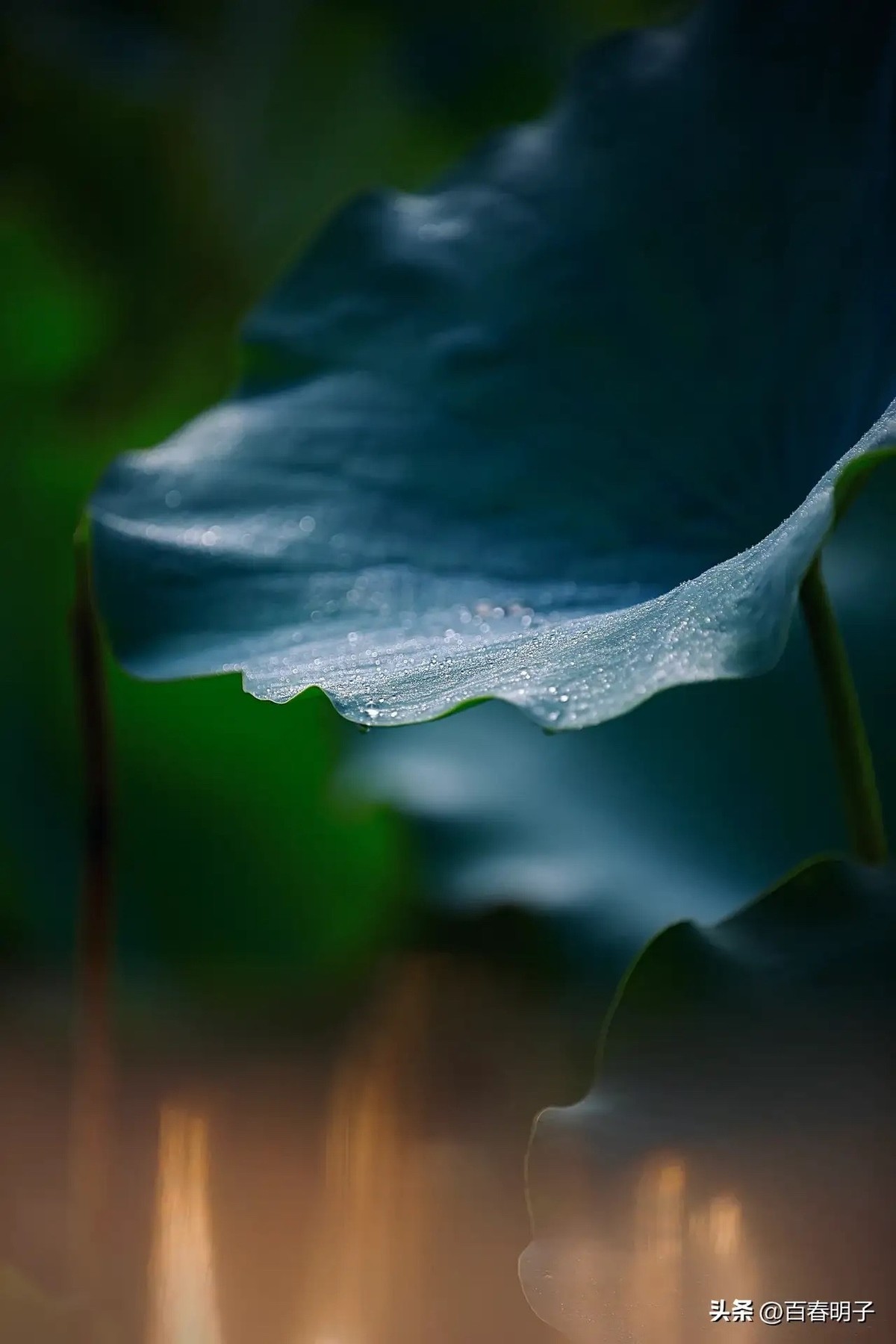 花红还需绿叶配