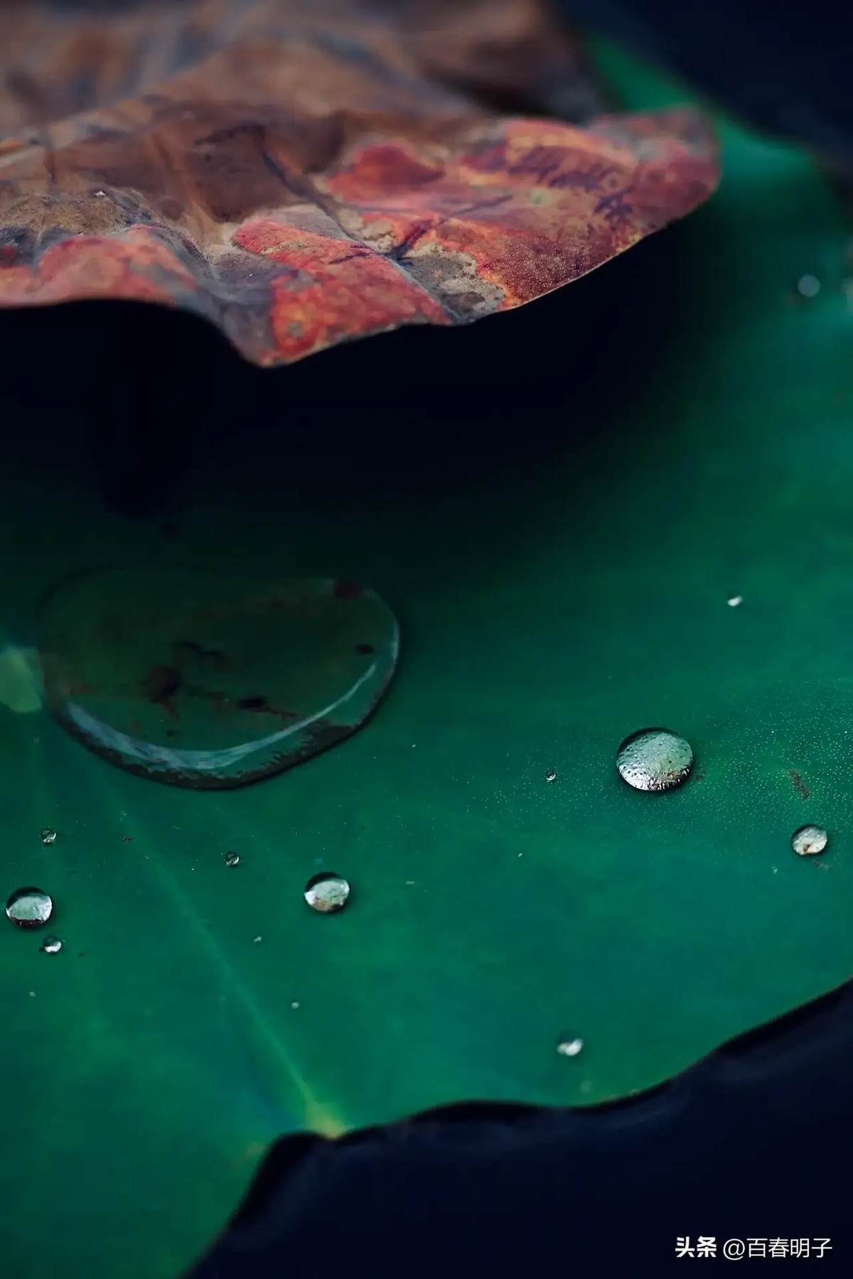 花红还需绿叶配