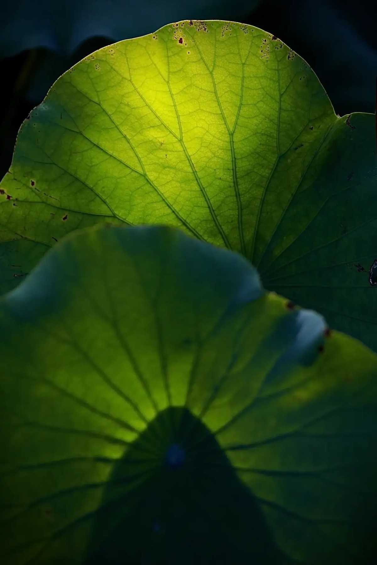 绿配红有什么说法吗 ChMkLGajviyIehG1AAOWQiltZGIAAhDdwB7VPgAA5Za178.jpg