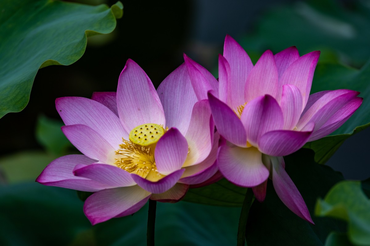 花枝招展（210）