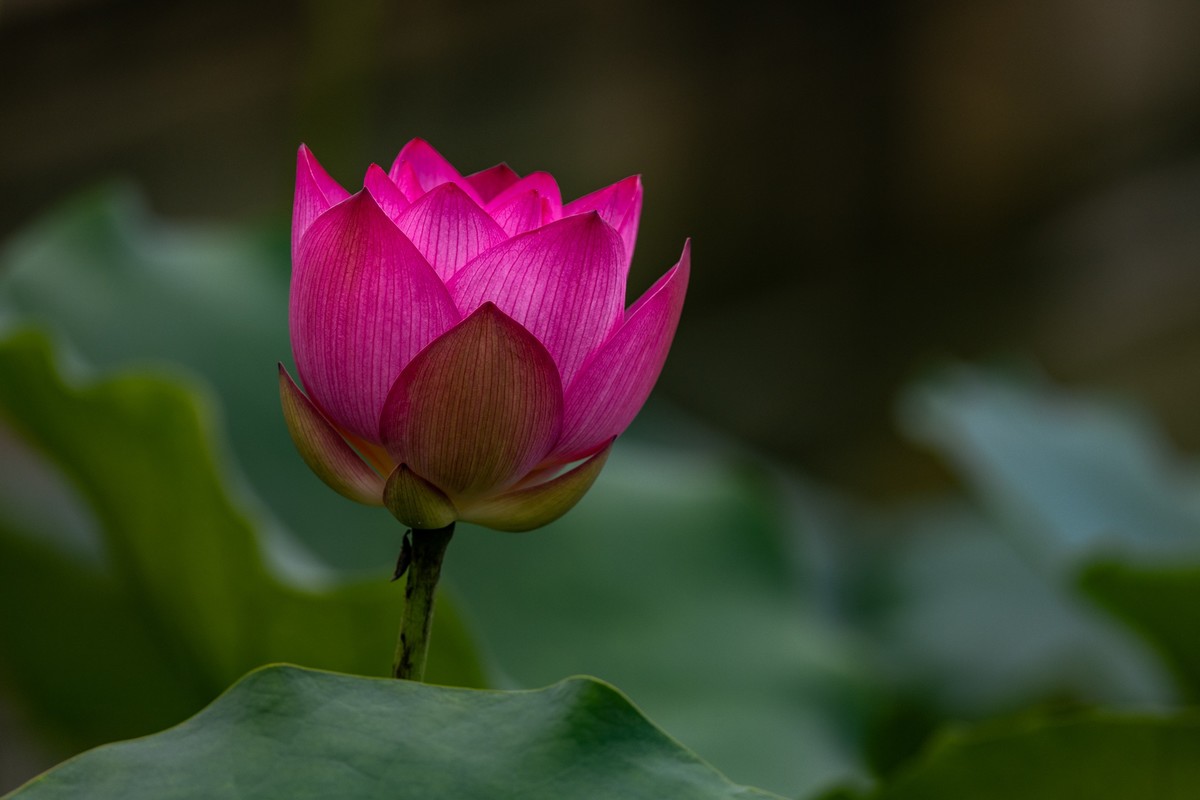 花枝招展（210）