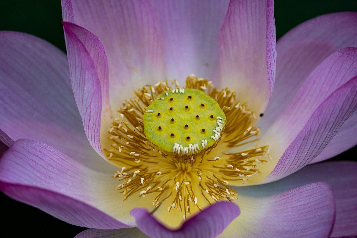 花枝招展（210）