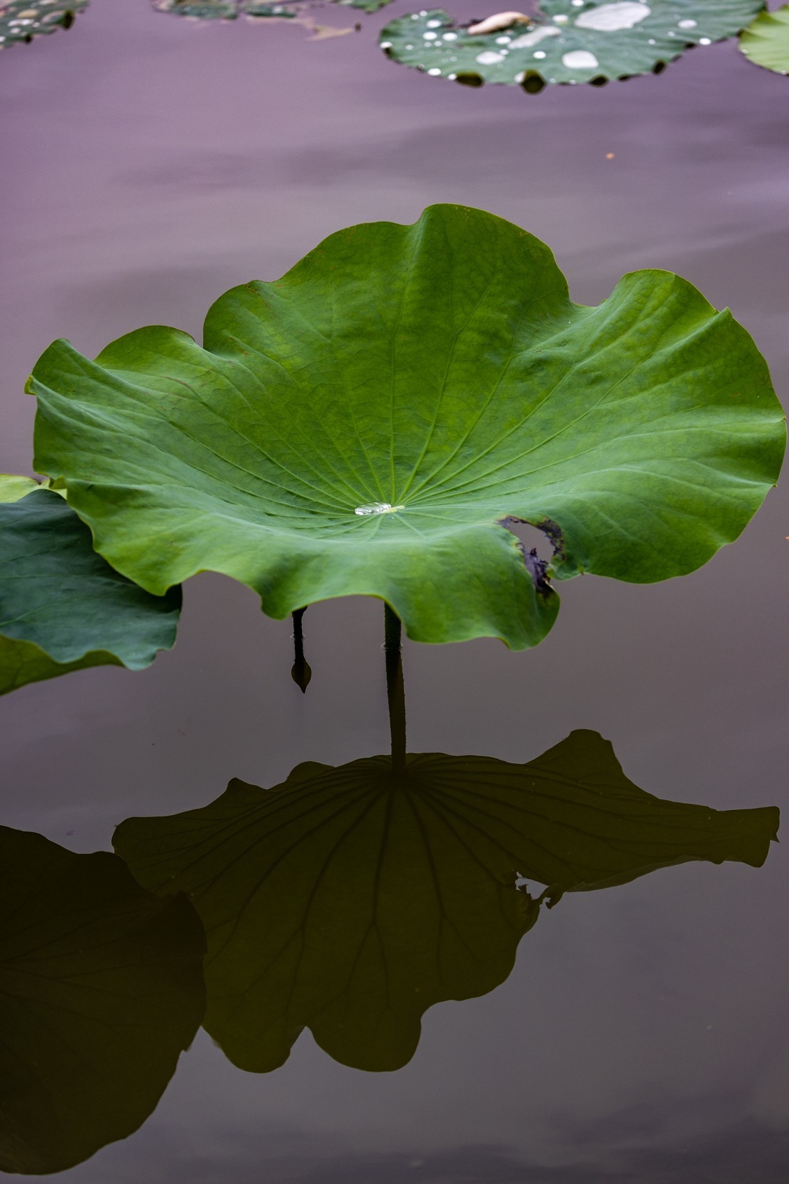 花枝招展（210）