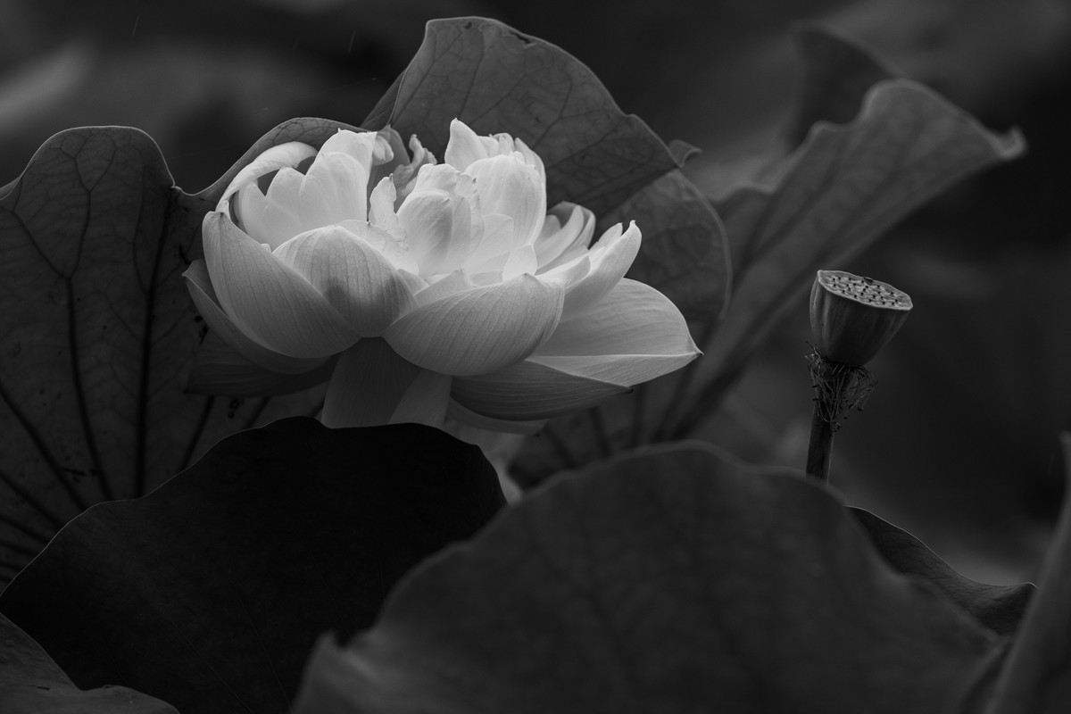 花枝招展（210）