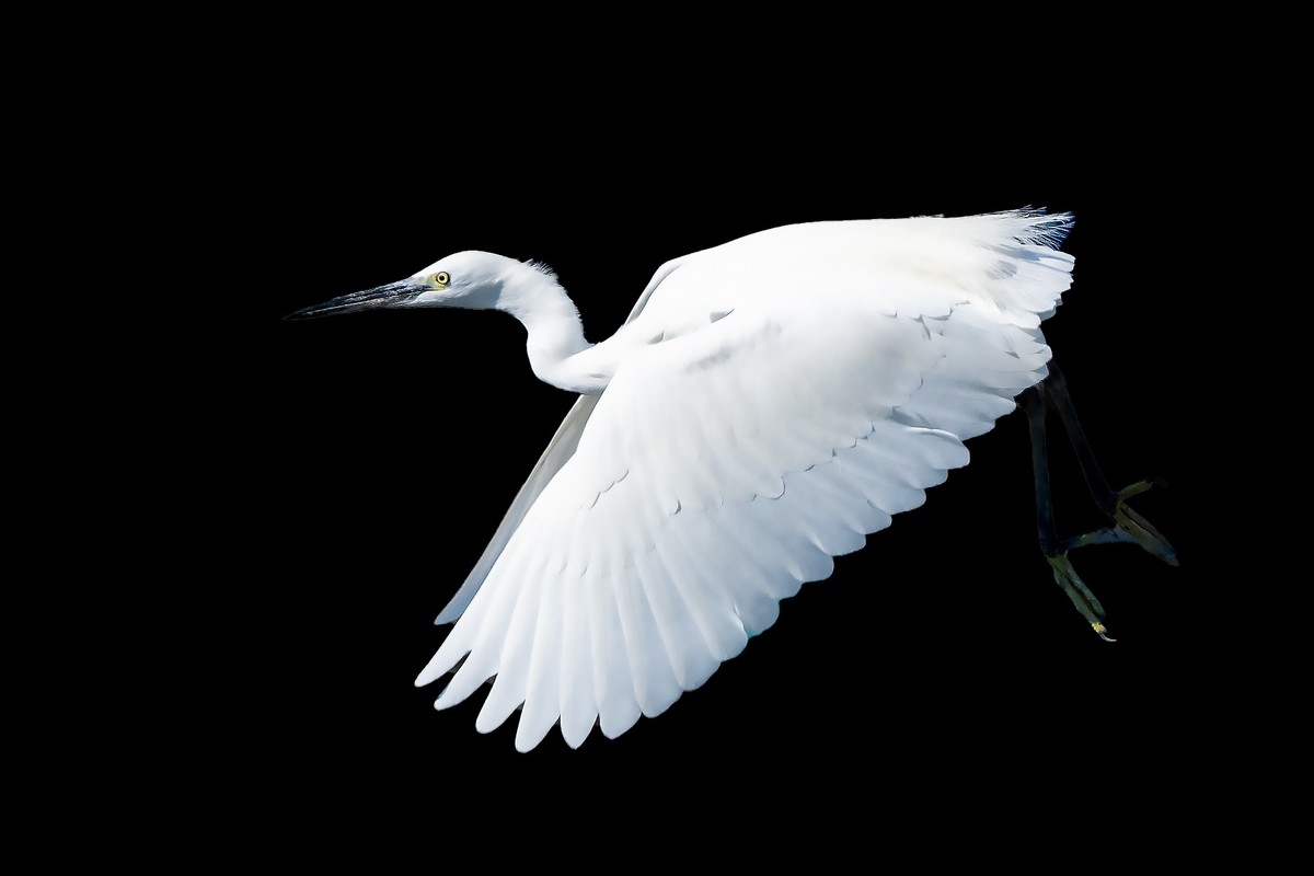 黑背景白鹭