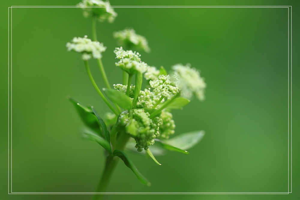 上海疫情疯控期间翻箱底图片见光之二————花卉微距