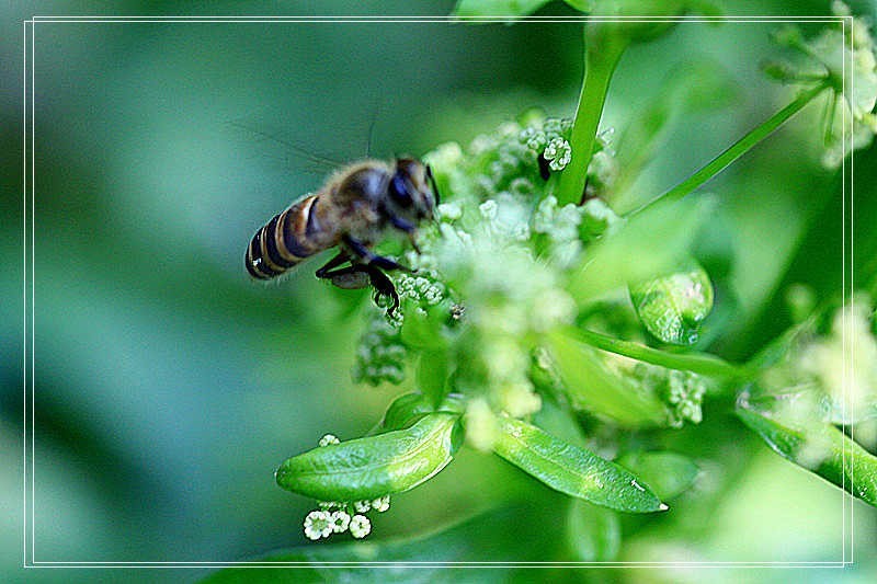 上海疫情疯控期间翻箱底图片见光之二————花卉微距