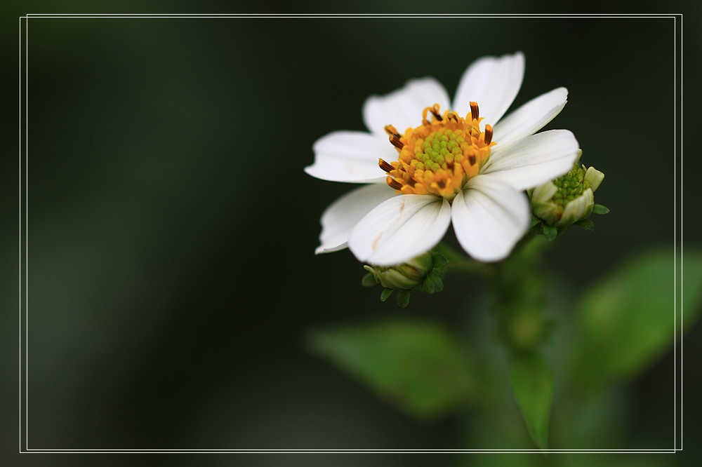 上海疫情疯控期间翻箱底图片见光之二————花卉微距