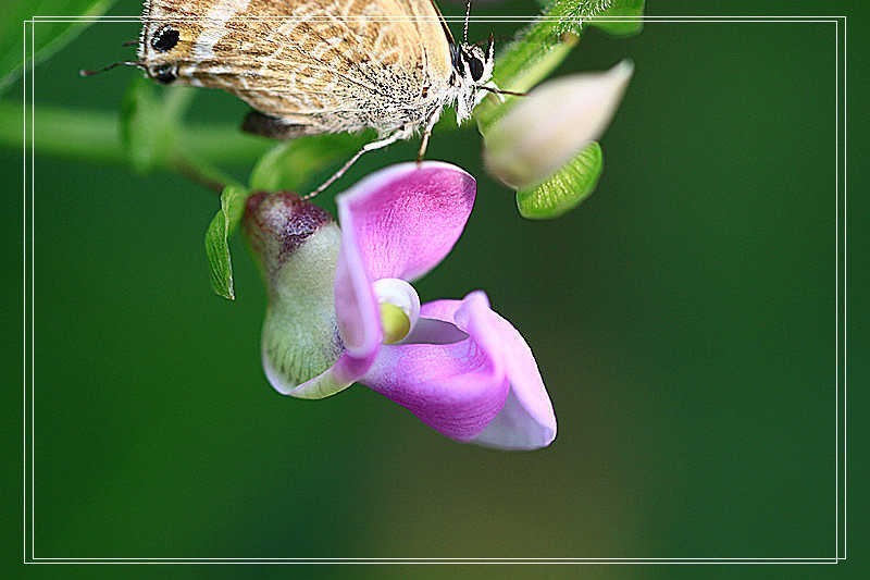 上海疫情疯控期间翻箱底图片见光之二————花卉微距