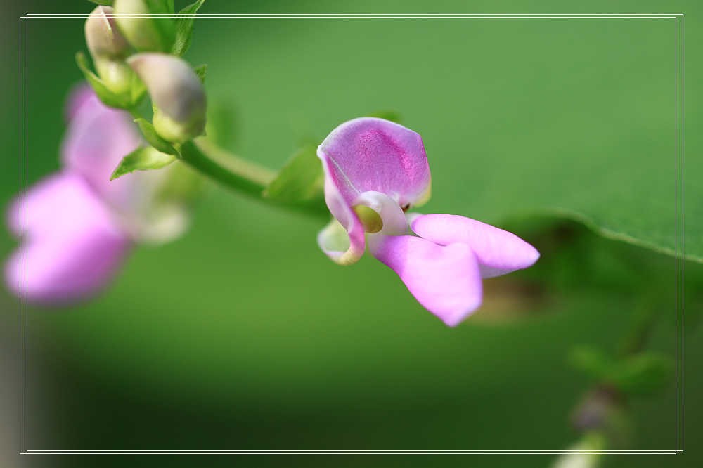 上海疫情疯控期间翻箱底图片见光之二————花卉微距