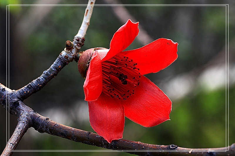 上海疫情疯控期间翻箱底图片见光之二————花卉微距