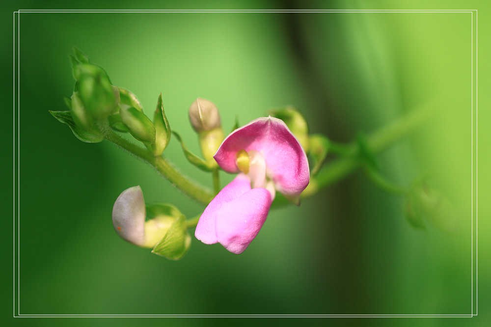 上海疫情疯控期间翻箱底图片见光之二————花卉微距