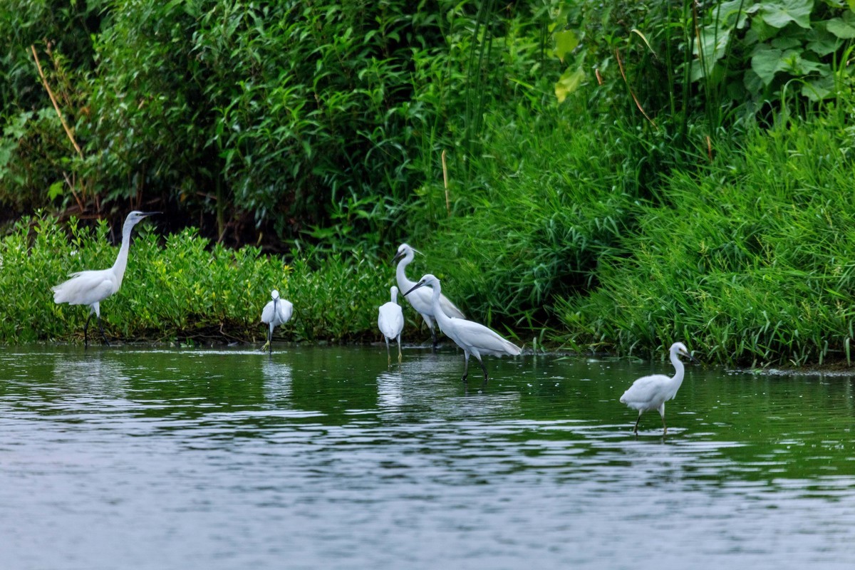 一行白鹭上青天