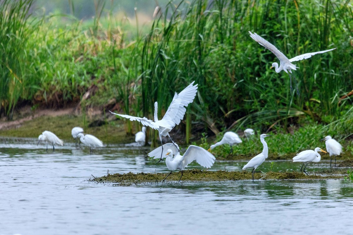 一行白鹭上青天