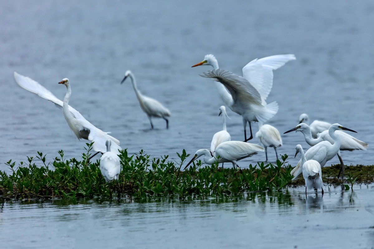 一行白鹭上青天