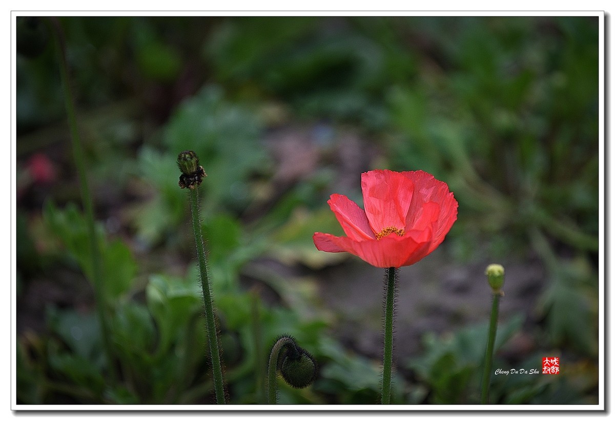 花花草草（五十四）