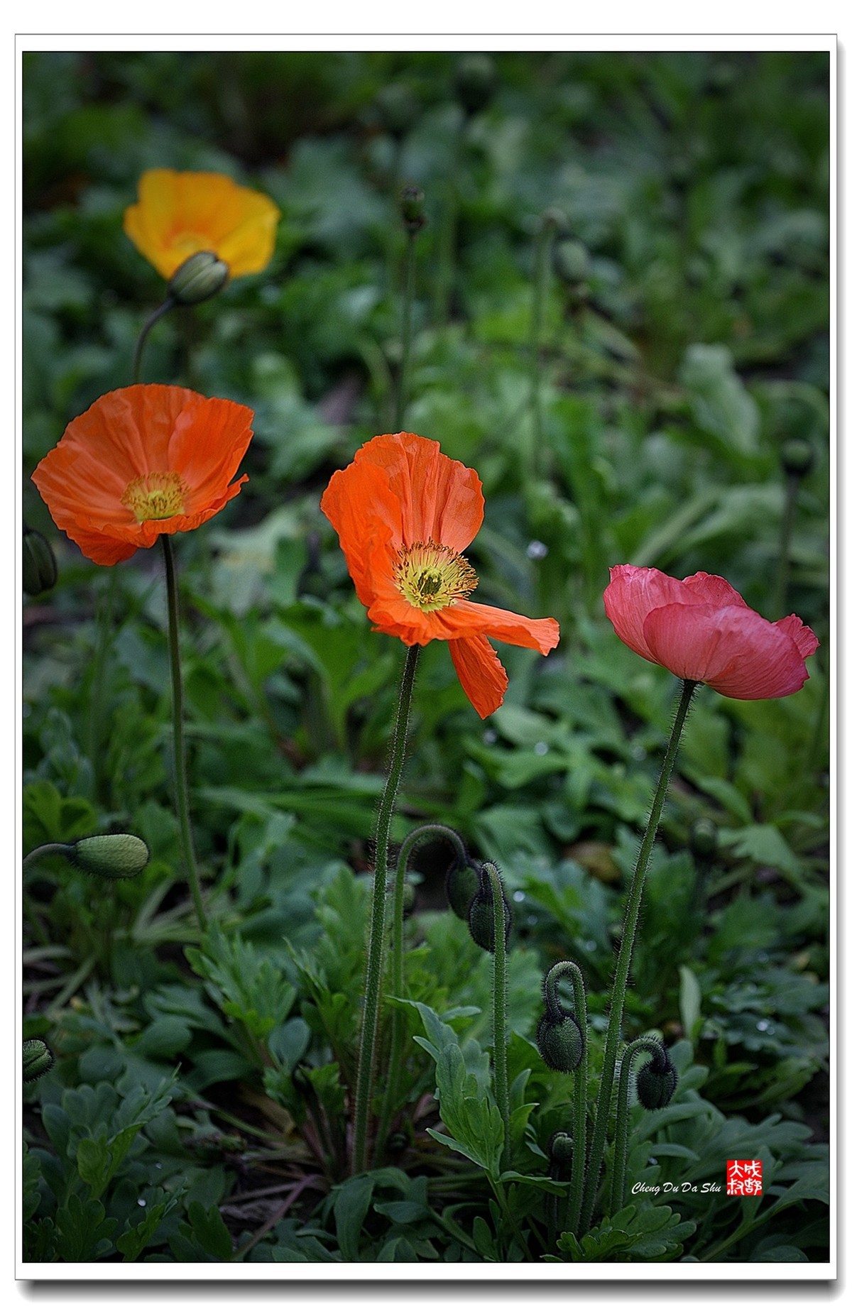 花花草草（五十四）
