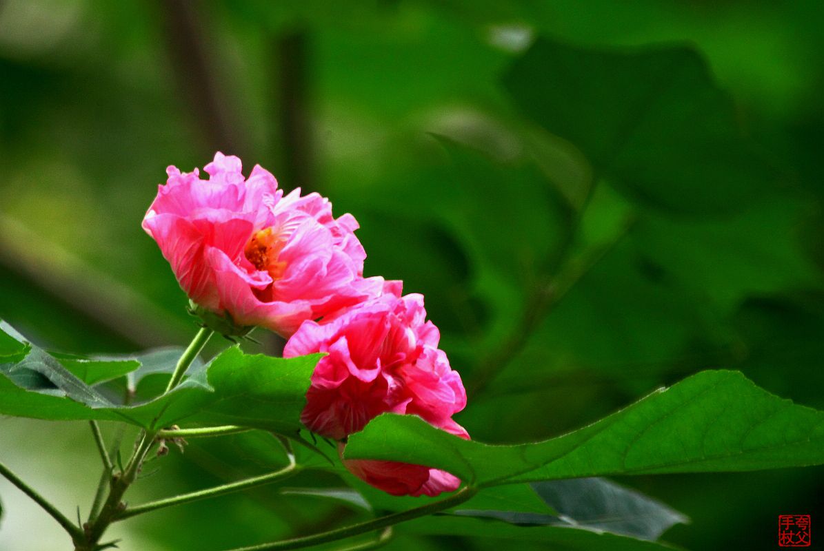 封控中，只能在小区内随拍（一）