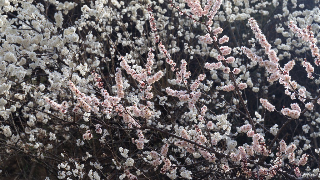 2023年春节风景随拍