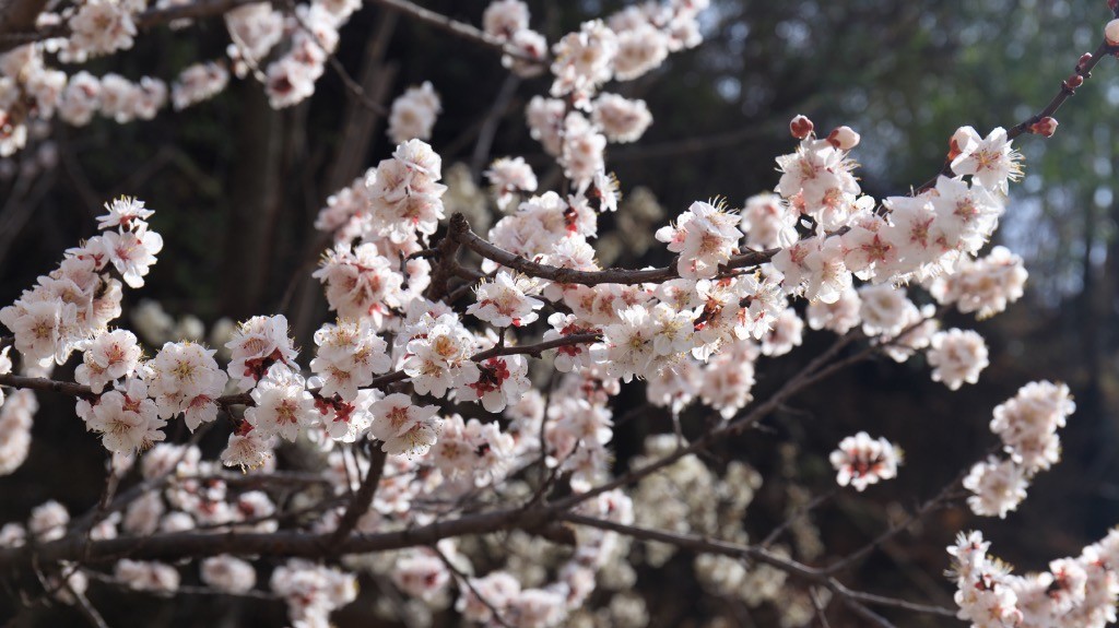 2023年春节风景随拍