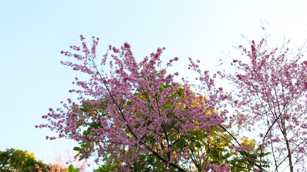 2023年春节风景随拍