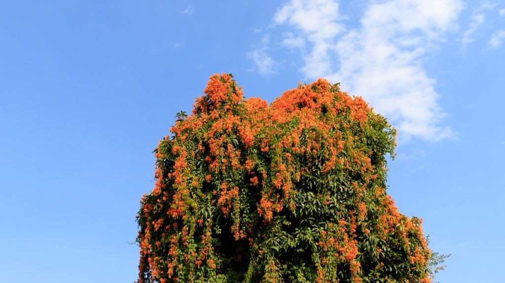 2023年春节风景随拍