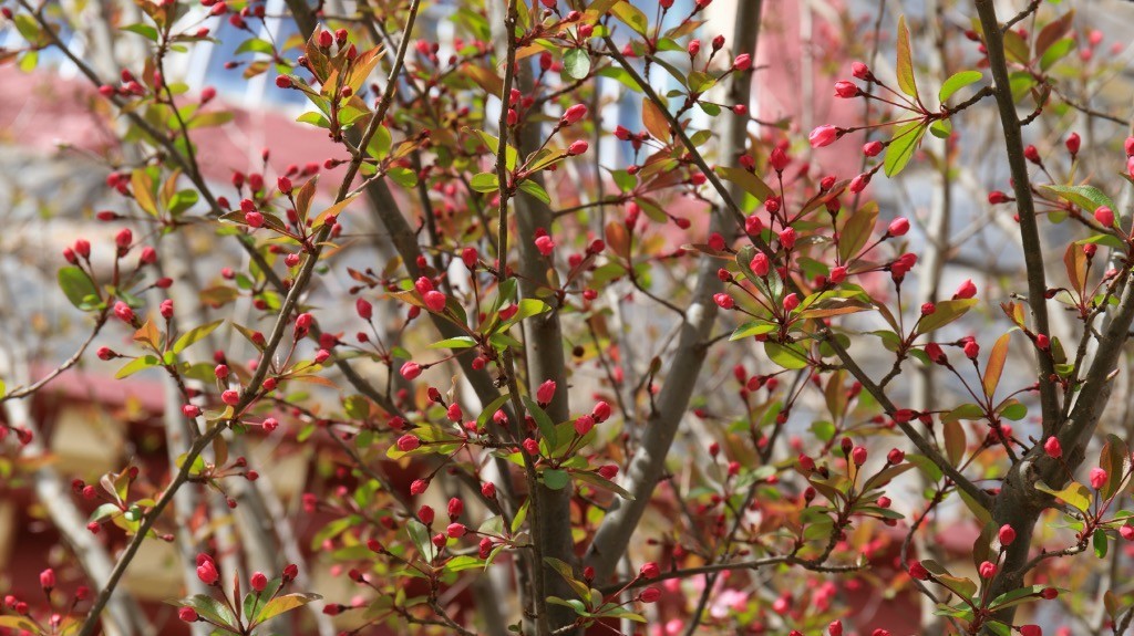 2023年春节风景随拍