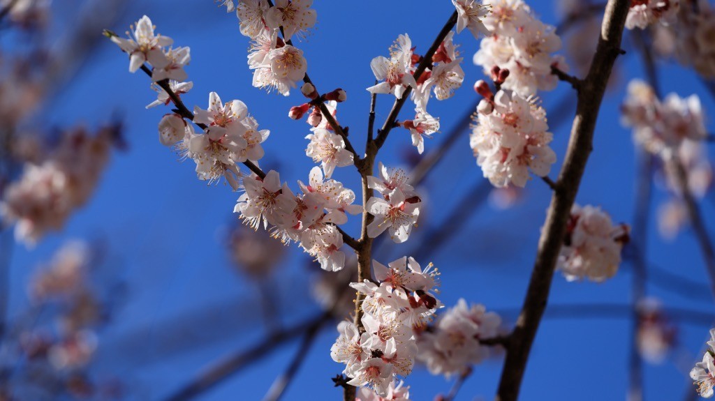 2023年春节风景随拍