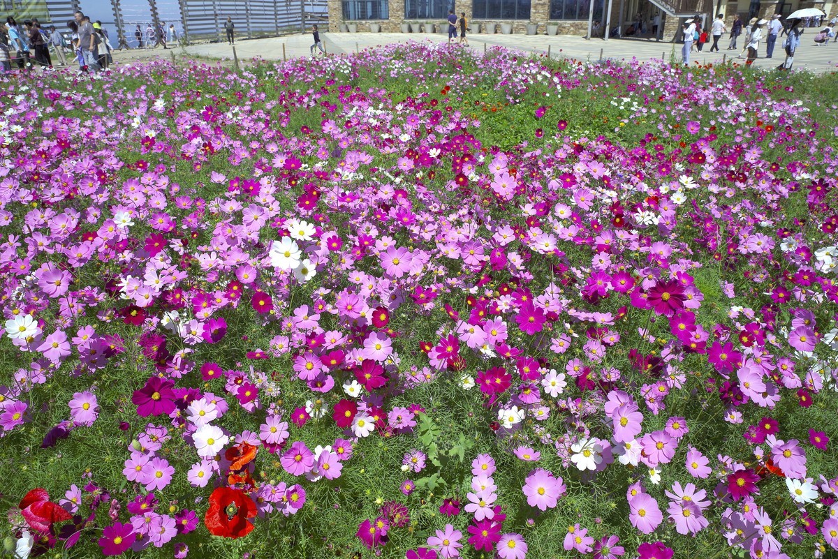 2023——河北省崇礼太舞小镇，到达山顶，这里的风景独好