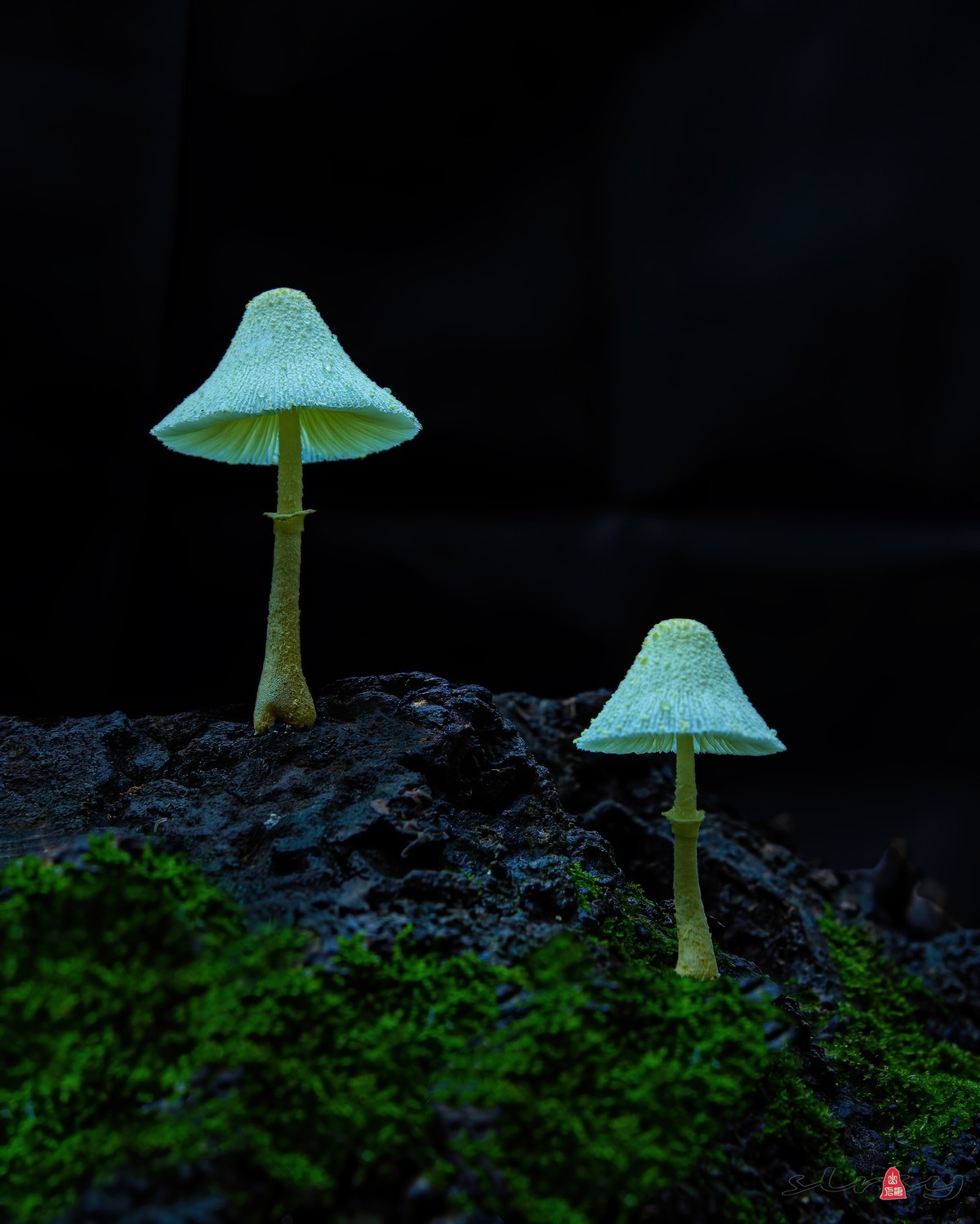 小品几片——野趣（野蘑菇）