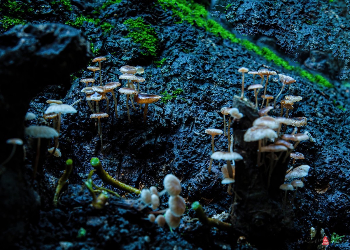 小品几片——野趣（野蘑菇）