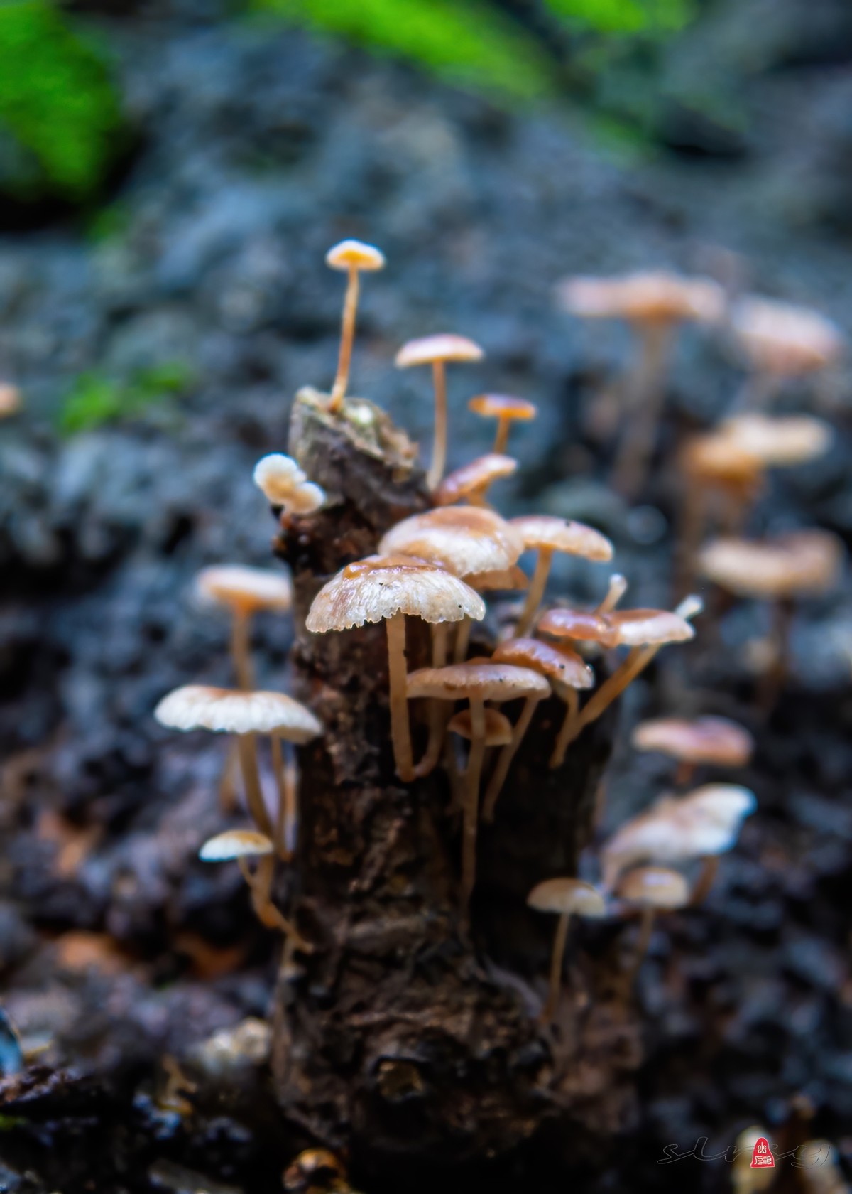 小品几片——野趣（野蘑菇）