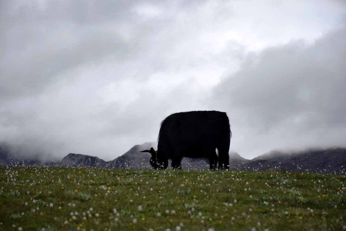 2023夏 黔赣鄂渝川（88）贡嘎初日岭