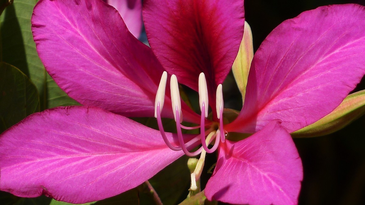 随 手 拍 花 卉