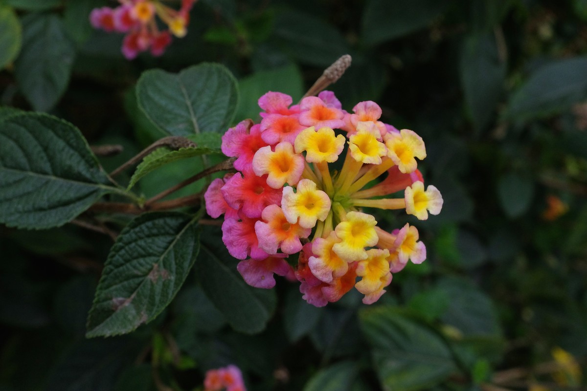 拍花