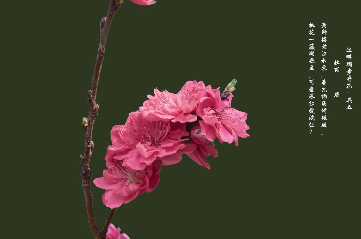 满园春色 之 《桃花（江畔独步寻花·其五）》