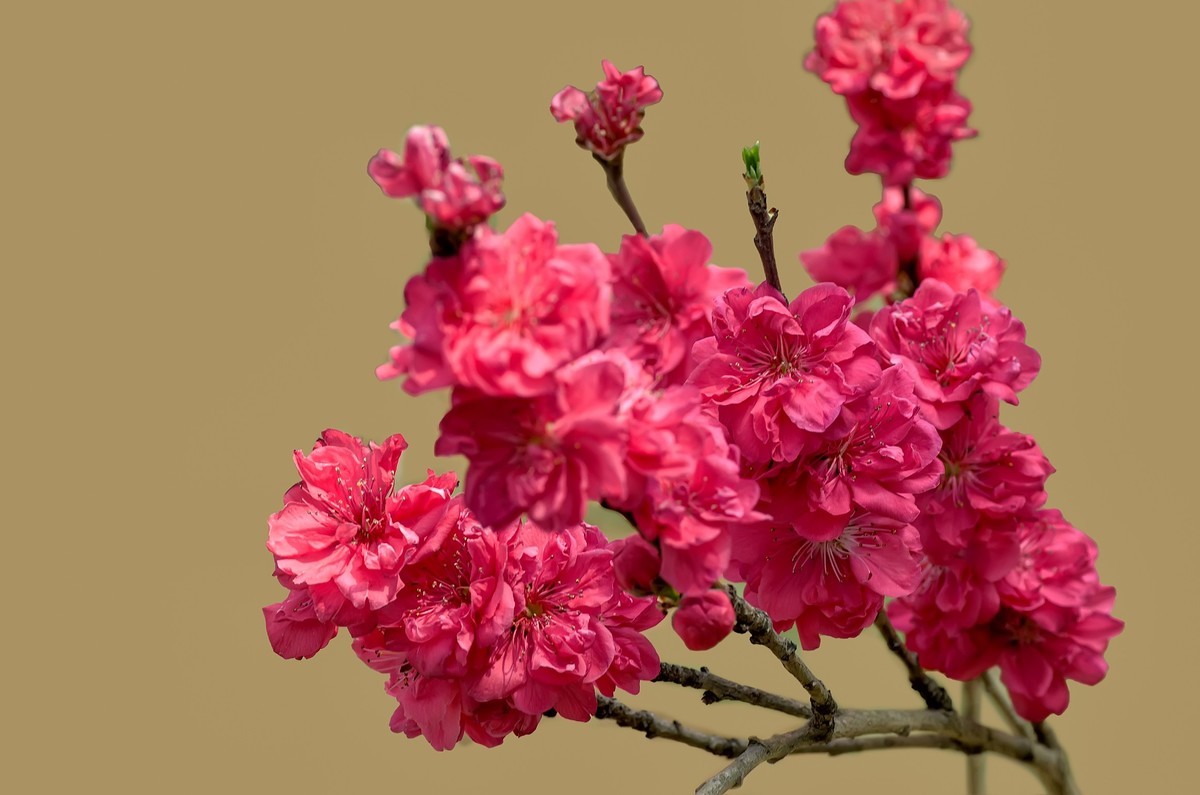 满园春色 之 《桃花（江畔独步寻花·其五）》