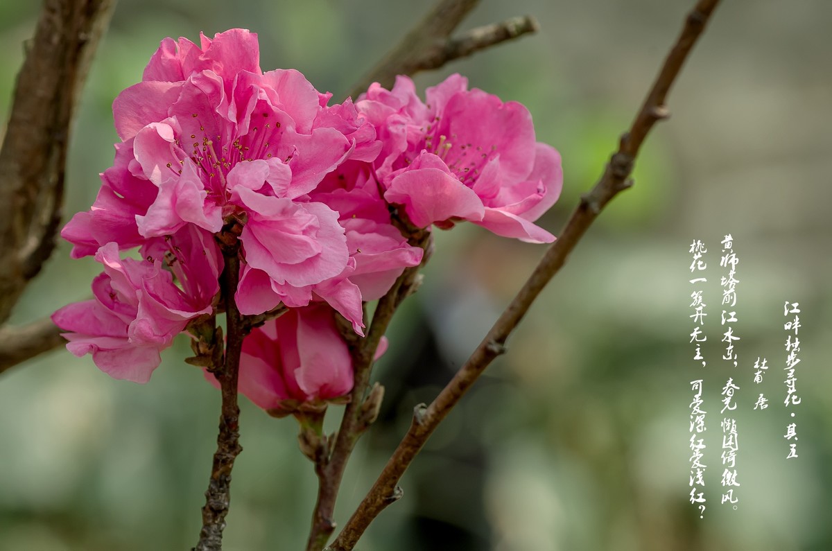 满园春色 之 《桃花（江畔独步寻花·其五）》